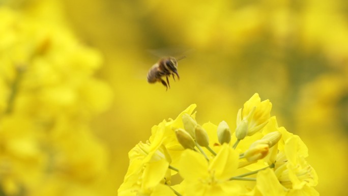 蜜蜂在油菜花上采蜜飞舞特写慢镜头