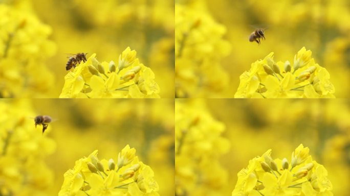 蜜蜂在油菜花上采蜜飞舞特写慢镜头