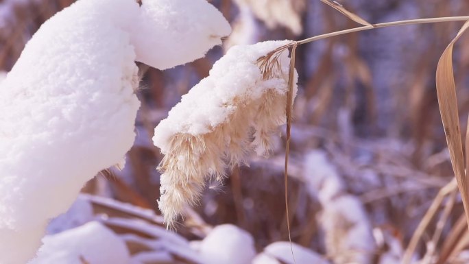 冬季唯美悲凉芦苇絮被雪覆盖升格空镜头
