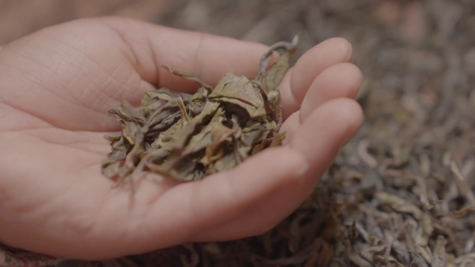 普洱茶 茶厂生产线 茶艺 合集