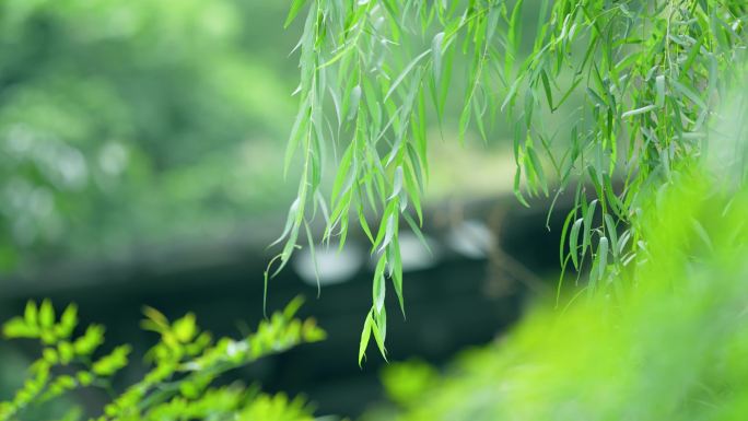 4k春日柳树空镜头