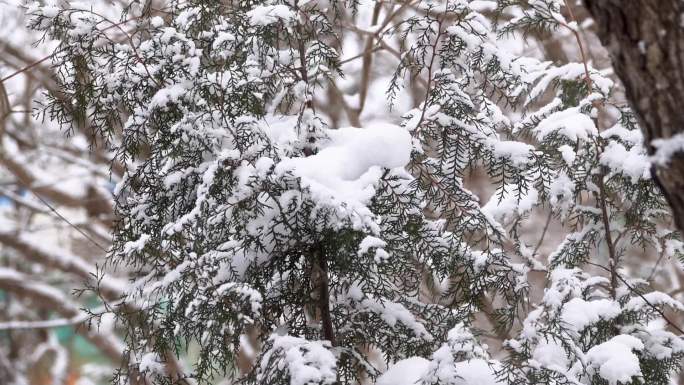 冬日下雪树林美景 松树 枯叶 雪