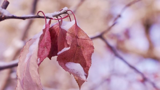 冬季唯美悲凉枯萎的树叶被雪覆盖升格空镜头