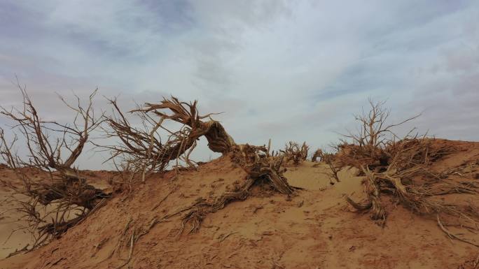荒山野岭枯树干支防沙治沙 环境治理抗旱