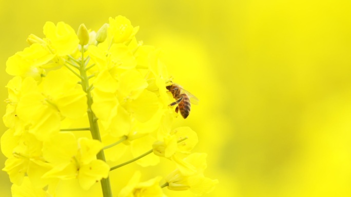 春天田野蜜蜂在油菜花上飞舞采蜜