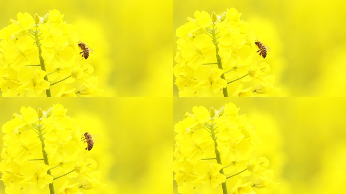 春天田野蜜蜂在油菜花上飞舞采蜜