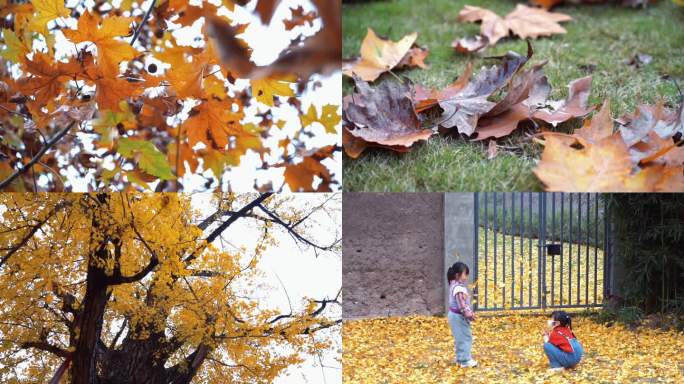 秋天树叶掉落 梧桐树叶 金黄色树叶