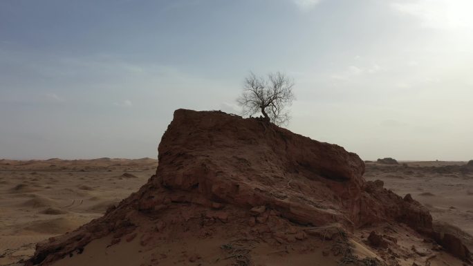 枯树防沙治沙 环境治理抗旱