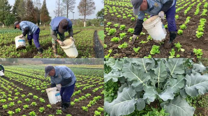 冬季农场工人抢种蔬菜保供