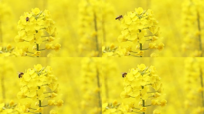 春天油菜花田野里蜜蜂采蜜飞舞慢镜头