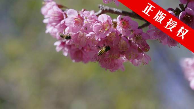 樱花盛开延时 蜜蜂采蜜慢动作 鸟语花香