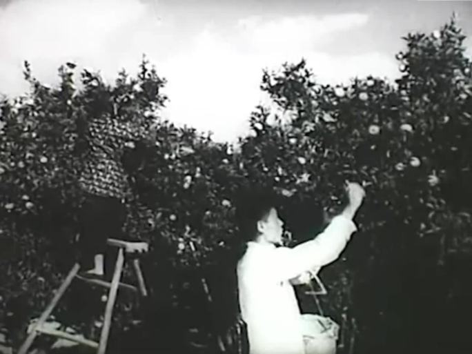 50年代60年代 浙江柑橘丰收