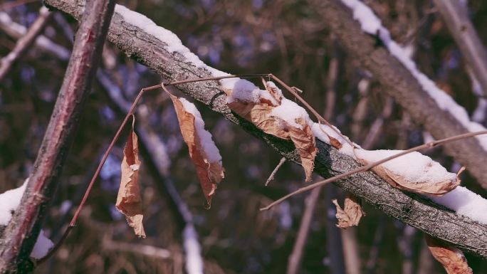 冬季唯美悲凉枯萎的树叶被雪覆盖升格空镜头
