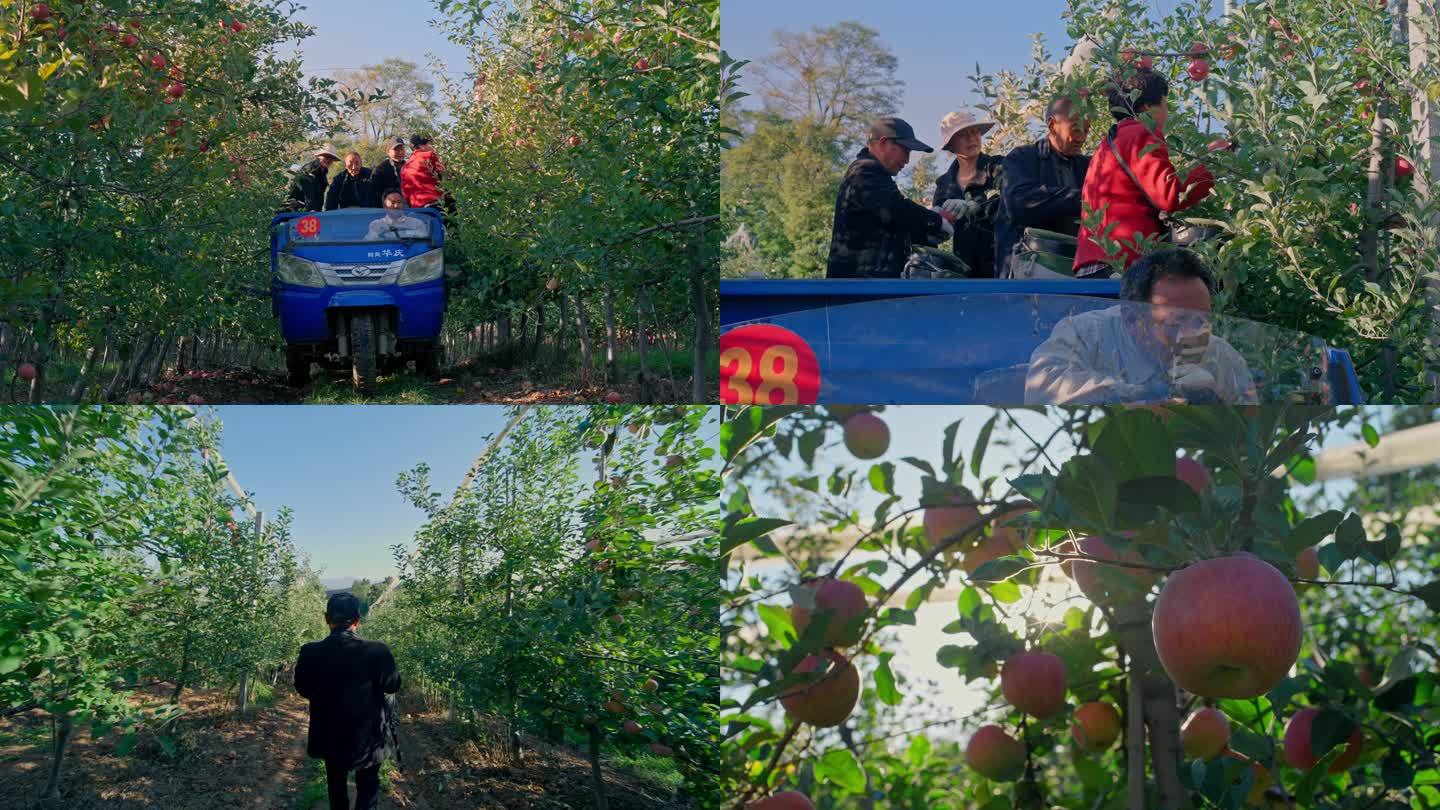 农民采摘苹果丰收