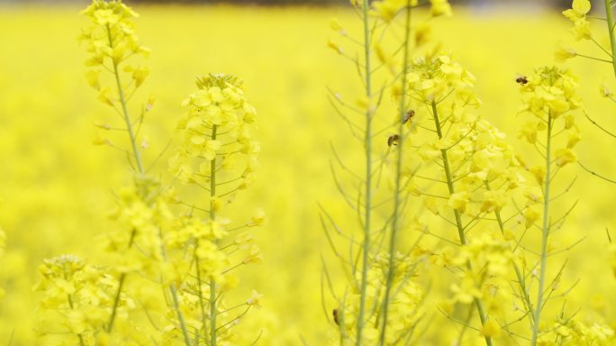 蜜蜂在金黄色的油菜田里飞舞采蜜