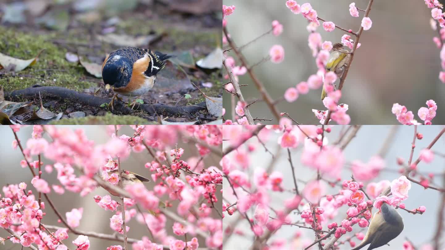 多品种鸟儿春天素材