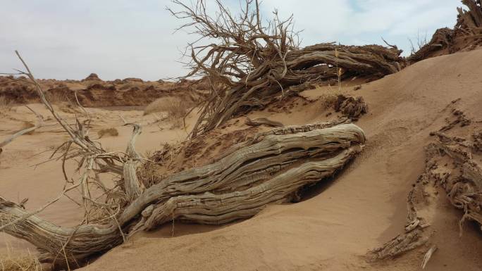 无人区 恶略环境 防沙 治沙 枯树 抗旱