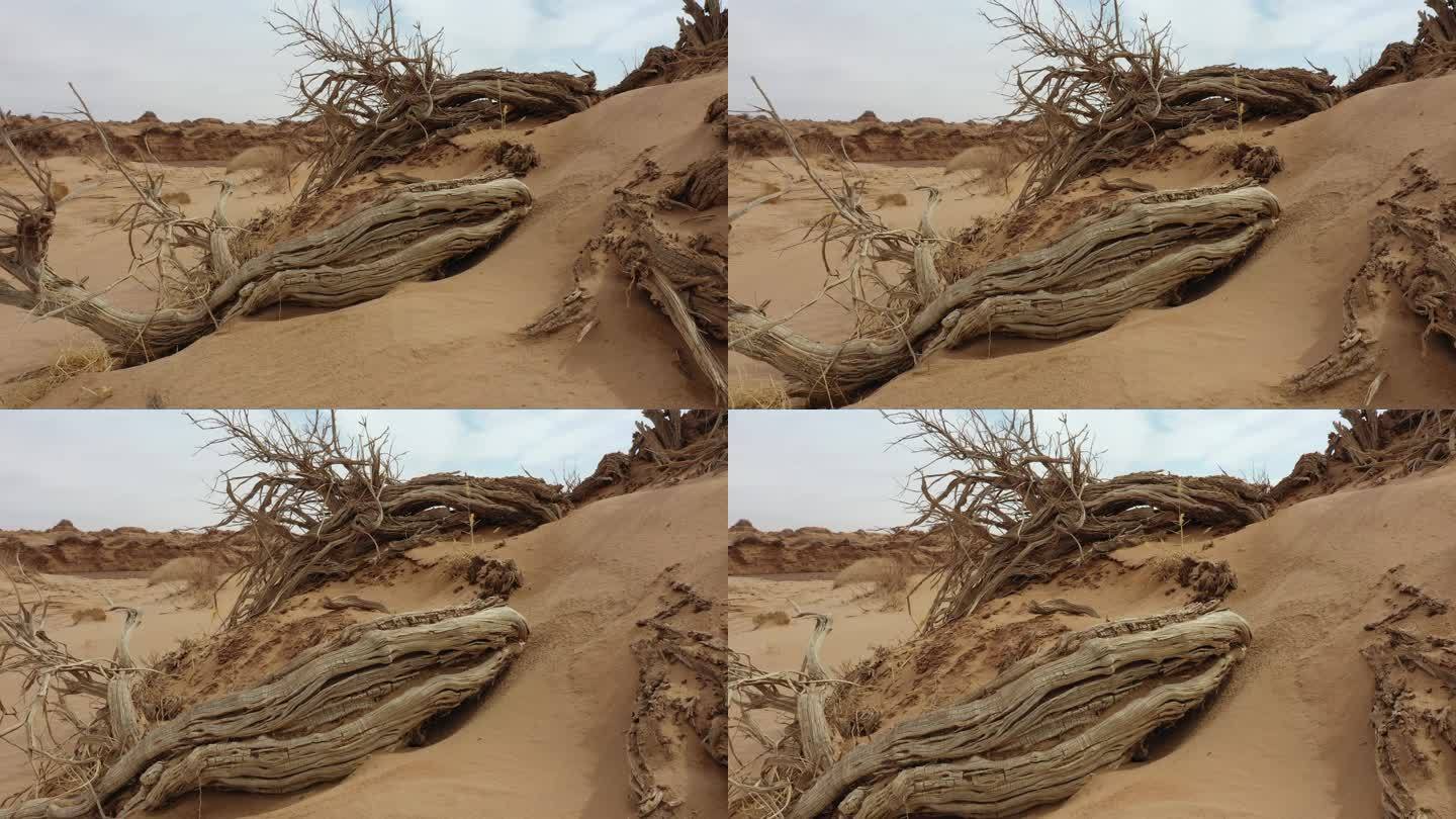 无人区 恶略环境 防沙 治沙 枯树 抗旱