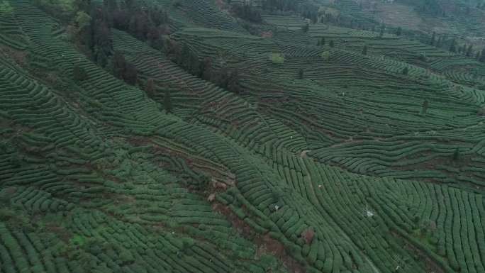 春天的茶山航拍风景