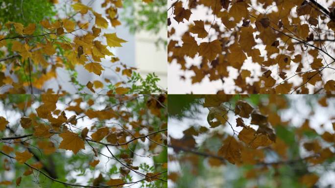 4k秋叶枯黄的树叶空镜头