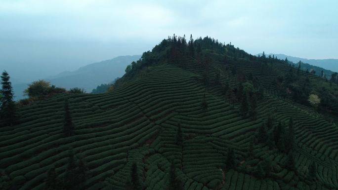 航拍春天四川茶山风景