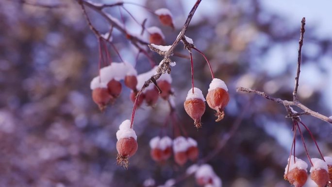 冬季唯美悲凉枯萎的野果被雪覆盖升格空镜头