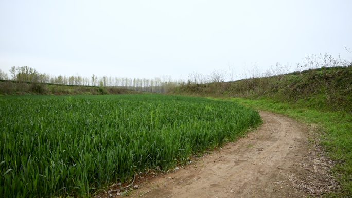 乡村土路麦苗农村