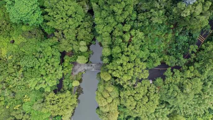 4K深圳仙湖植物园