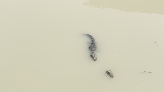 水中游的扬子鳄4K航拍