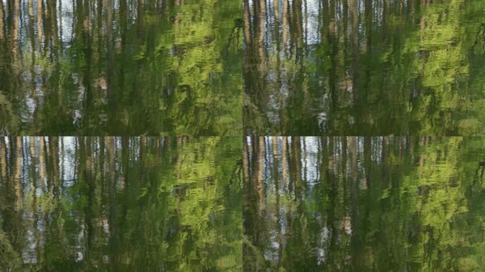 树叶在水中的倒影，唯美水面树影4k视频