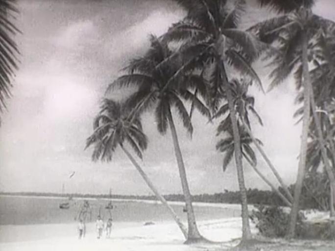 50年代 海南岛椰子丰收