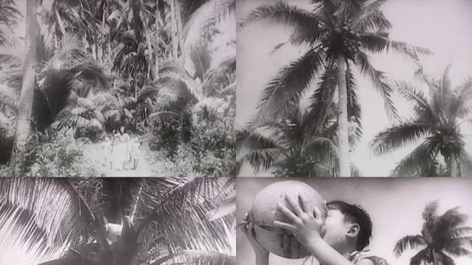 50年代 海南岛椰子丰收
