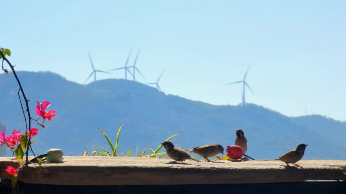 住户阳台吃米的麻雀和远处的风力发电