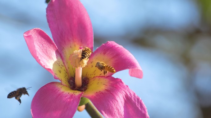 蜜蜂采花蜜 异木棉花