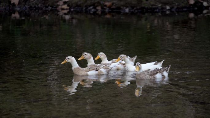 河里游动的鸭子