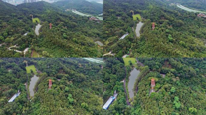 4K深圳仙湖植物园