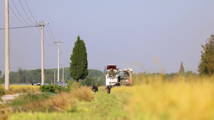 实拍稻谷丰收