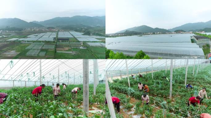 航拍汝城供港蔬菜种植基地3