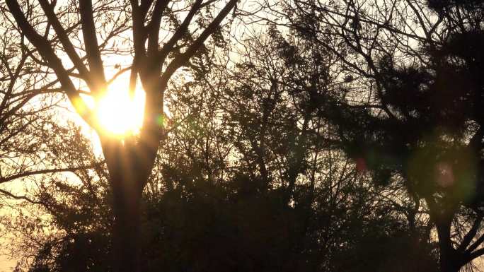 秋冬季节寒风吹落叶夕阳大风特写镜头