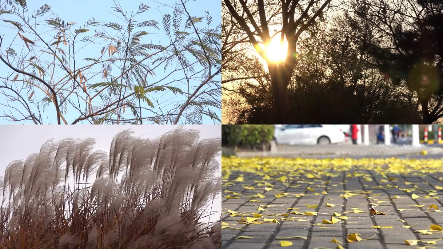 秋冬季节寒风吹落叶夕阳大风特写镜头