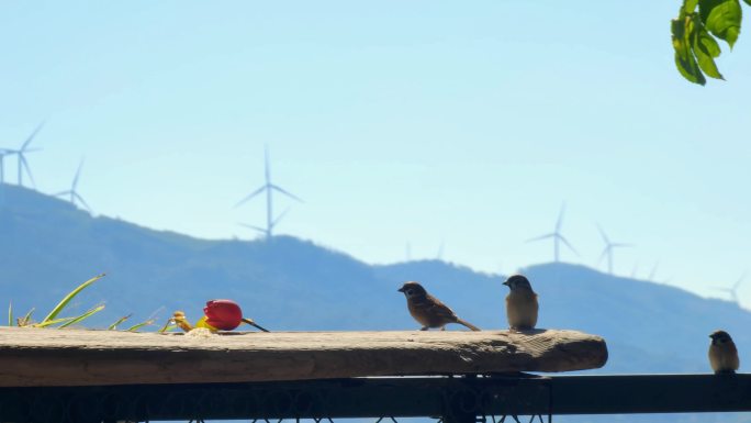 住户阳台吃米的麻雀和远处的风力发电
