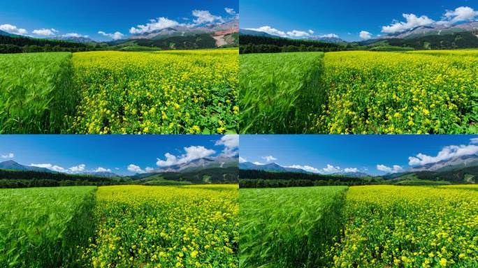 青海祁连县油菜花