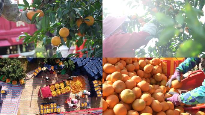 柑橘丰收实拍
