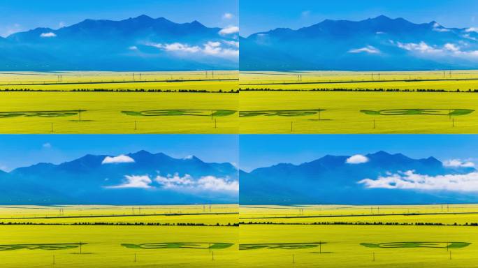 青海门源油菜花延时摄影