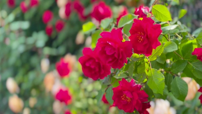 蔷薇花、藤蔓月季花、鲜花盛开 01