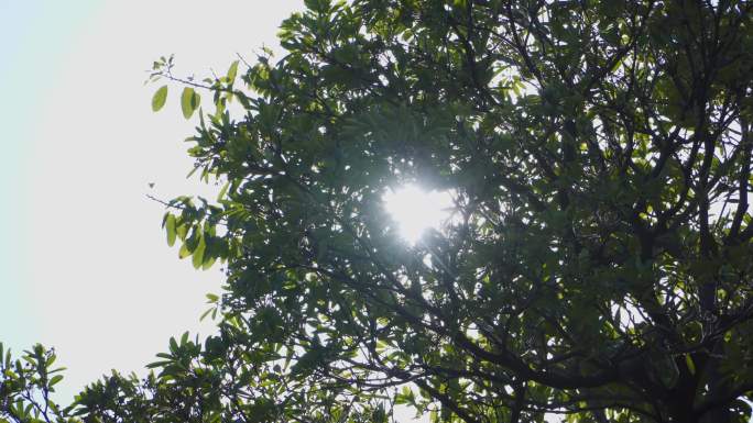 4K树叶阳光逆光唯美空境
