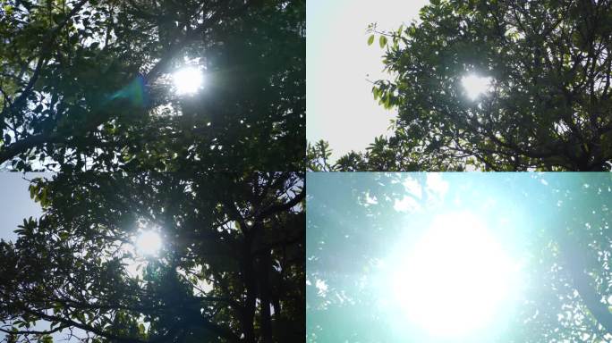 4K树叶阳光逆光唯美空境