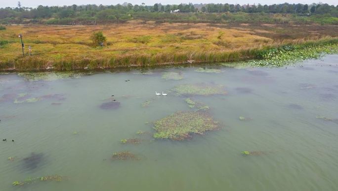 航拍星沙松雅湖湿地公园合集