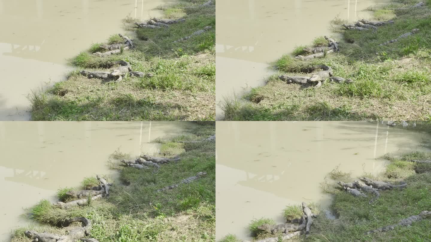 河岸上的扬子鳄4K航拍