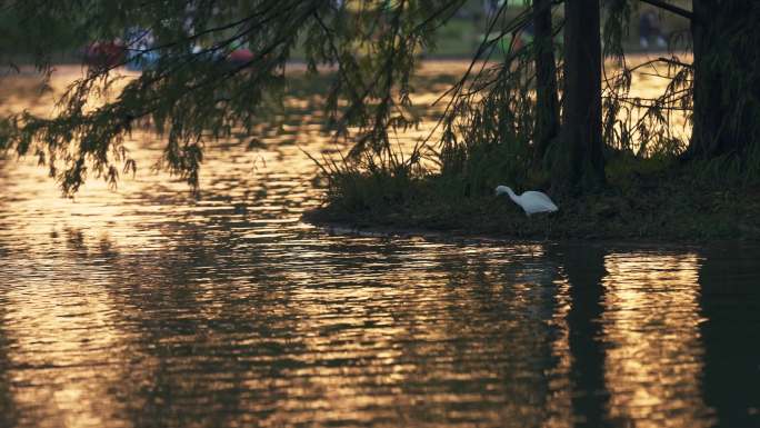夕阳湖面白鹭觅食